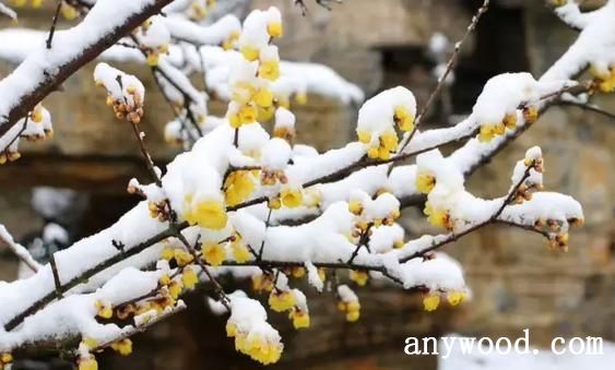 梅花雪景