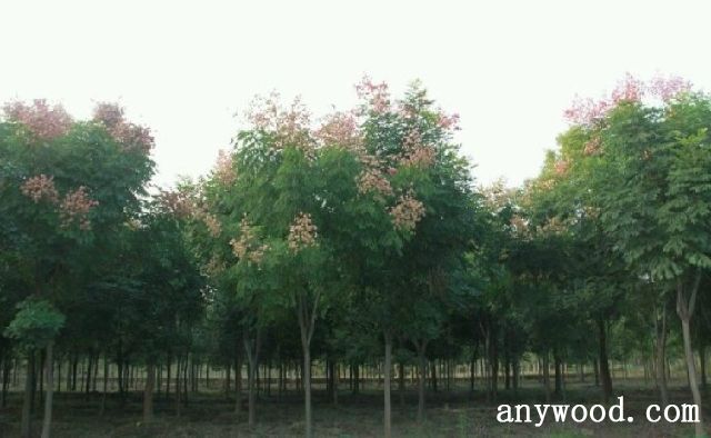 批木网 anywood.com