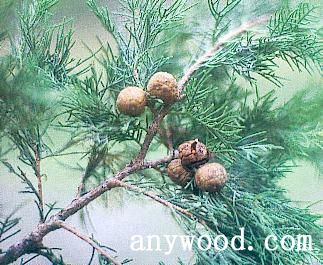 批木网 anywood.com