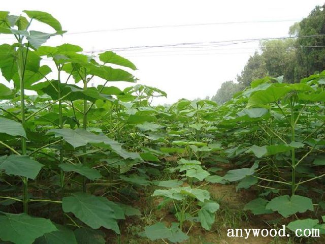 批木网 anywood.com