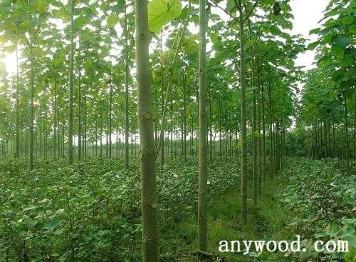 批木网 anywood.com