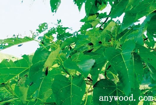 批木网 anywood.com
