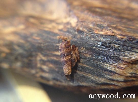 批木网 anywood.com