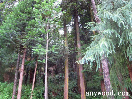 批木网 anywood.com