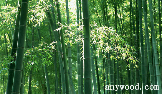 批木网 anywood.com