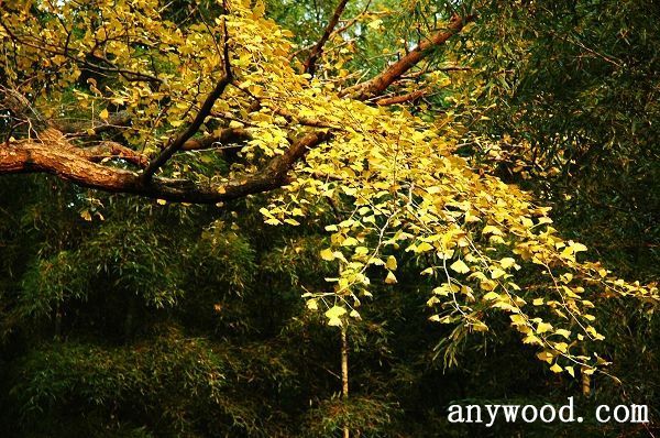 批木网 anywood.com