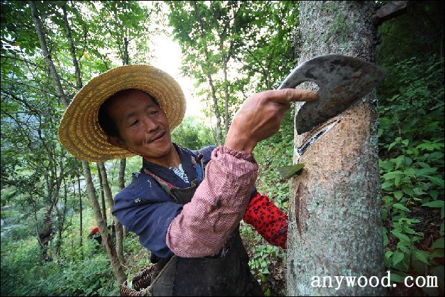 批木网 anywood.com