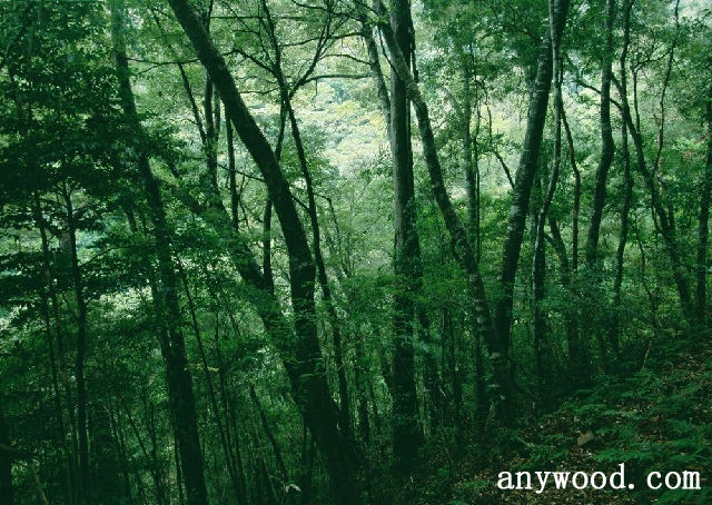 批木网 anywood.com