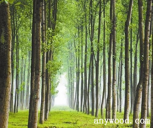 批木网 anywood.com