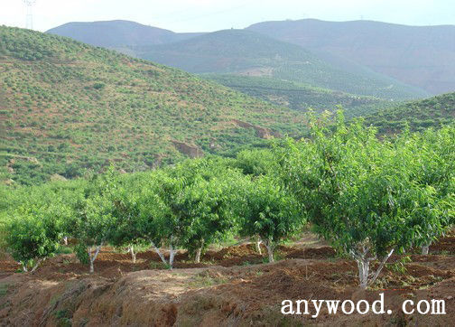 批木网 anywood.com