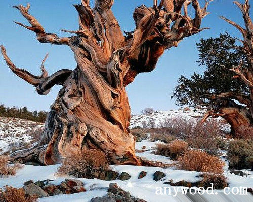 批木网 anywood.com