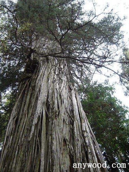 批木网 anywood.com