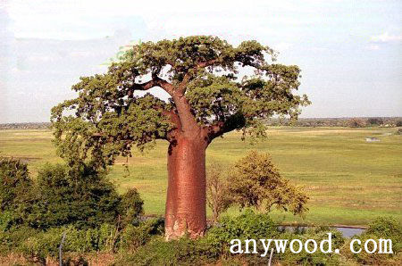 批木网 anywood.com