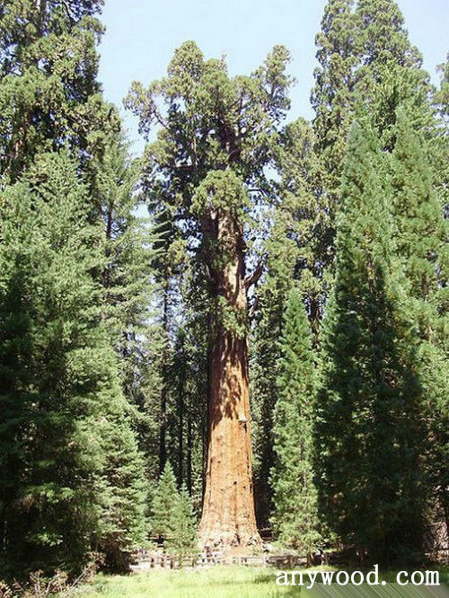 批木网 anywood.com