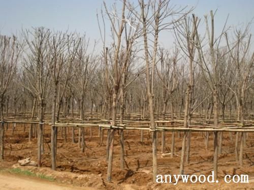 批木网 anywood.com
