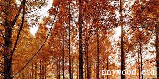 批木网 anywood.com
