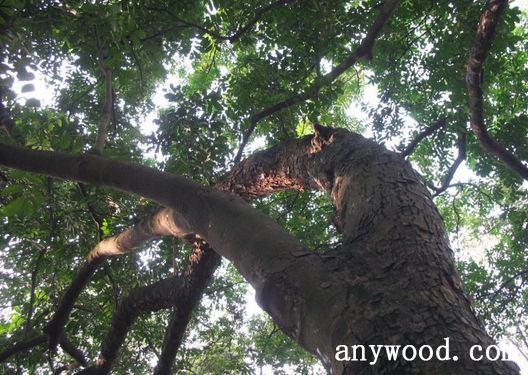 批木网 anywood.com