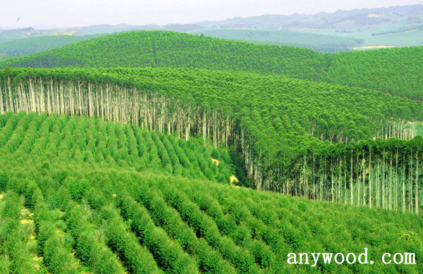 批木网 anywood.com