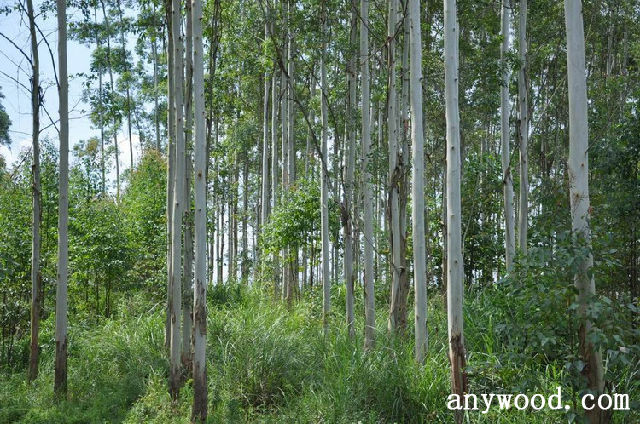 批木网 anywood.com