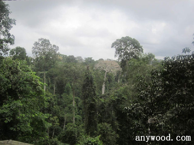 批木网 anywood.com