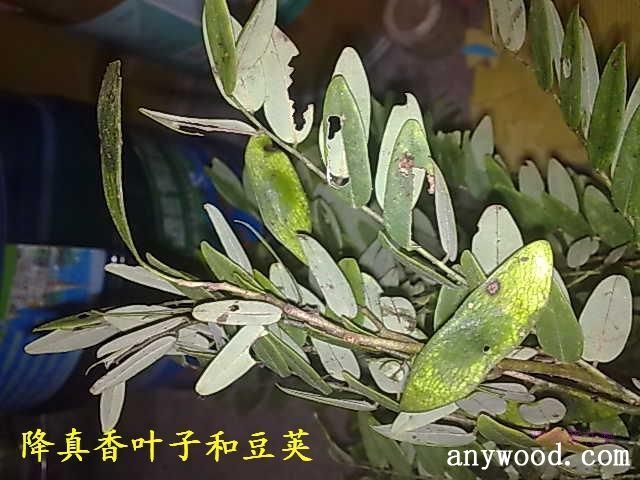 批木网 anywood.com