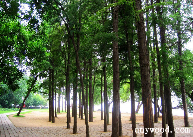 批木网 anywood.com