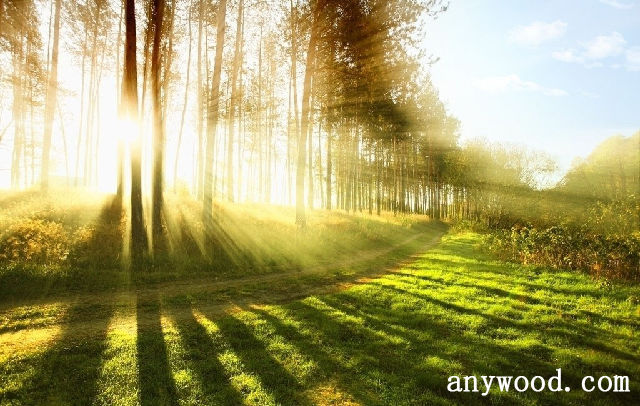 批木网 anywood.com