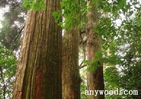 批木网 anywood.com