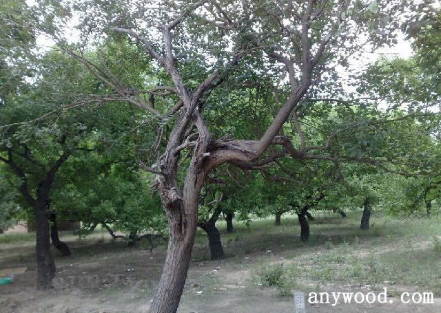 批木网 anywood.com