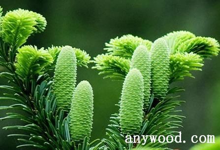 批木网 anywood.com