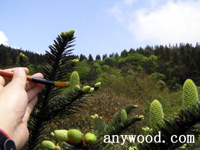 批木网 anywood.com