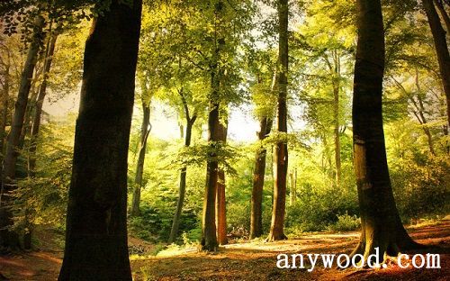 批木网 anywood.com