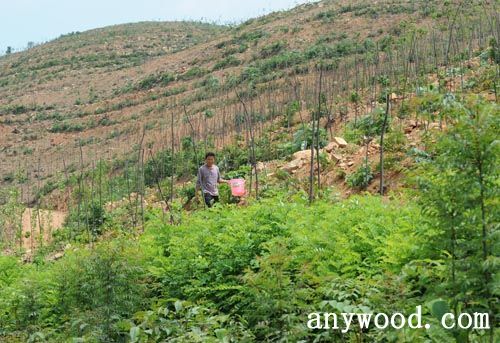 批木网 anywood.com