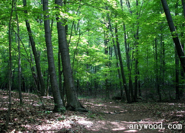 批木网 anywood.com