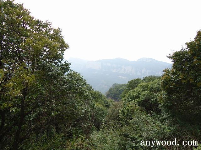 批木网 anywood.com