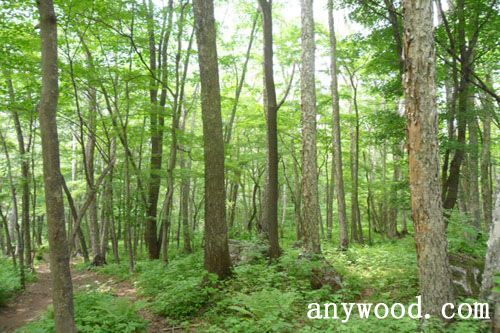 批木网 anywood.com