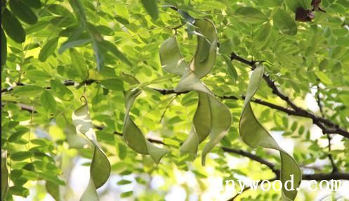 批木网 anywood.com