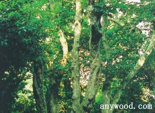 批木网 anywood.com