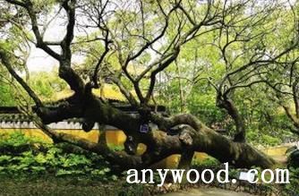 批木网 anywood.com