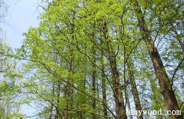 批木网 anywood.com