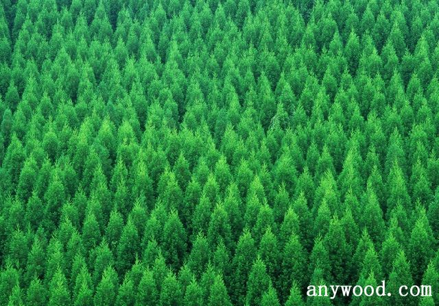 批木网 anywood.com
