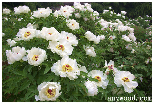 批木网 anywood.com