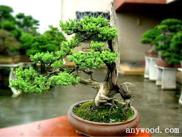 批木网 anywood.com