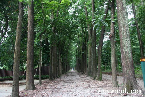 批木网 anywood.com