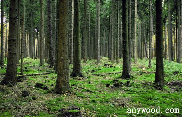 批木网 anywood.com