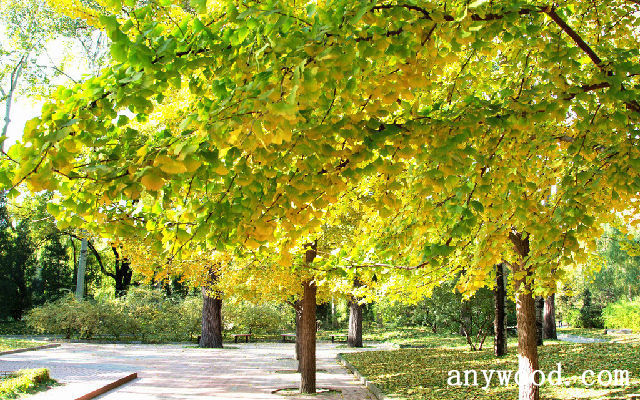 批木网 anywood.com
