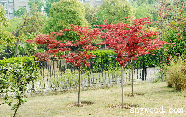 批木网 anywood.com