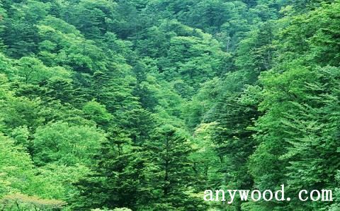 批木网 anywood.com