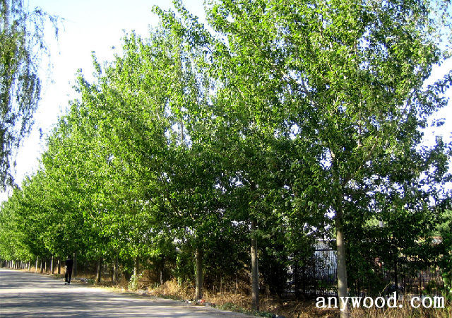 批木网 anywood.com