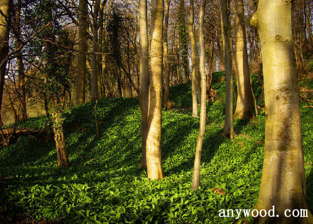 批木网 anywood.com